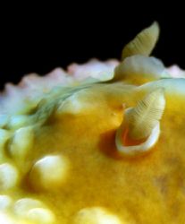 Eye of the Slug. I was very excited to find a couple of t... by Mathew Cook 